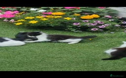 British Longhair cats for sale: 3 kittens available - Image 4