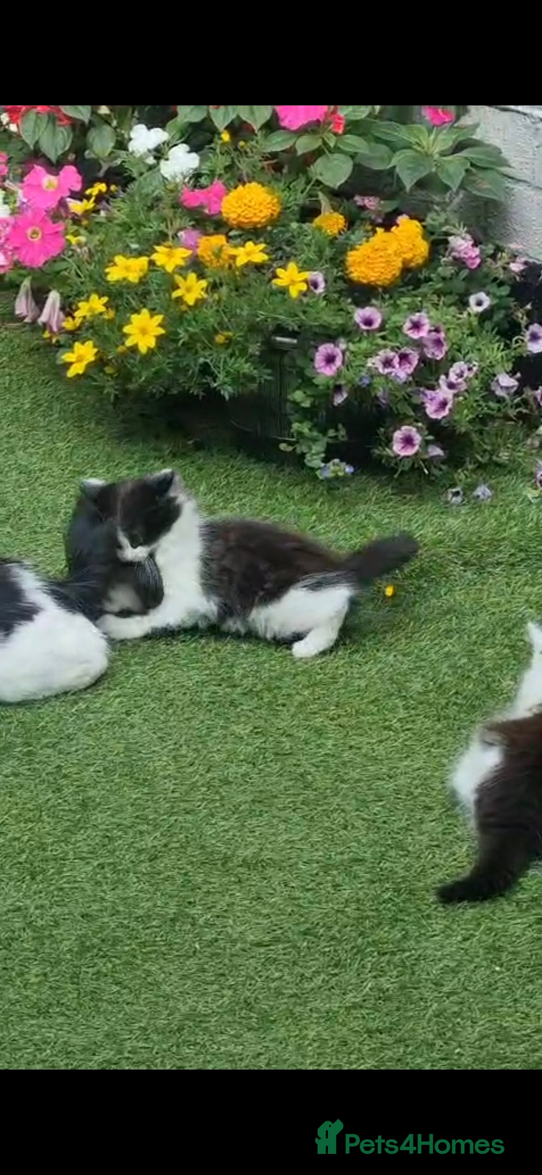 British Longhair cats for sale: 3 kittens available - Image 4