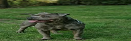 Staffordshire Bull Terrier dogs for sale: STUNNING Staffordshire bull terrier puppies in Birmingham - Advert 9