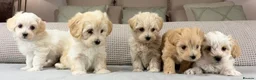 Maltipoo dogs for sale: A BEAUTIFUL ARRAY OF COLOURS AND LOVELINESS  - Advert 16