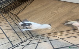 French Bulldog dogs for sale: 2 KC Reg’d French Bulldog Pups For Sale Left - Image 4