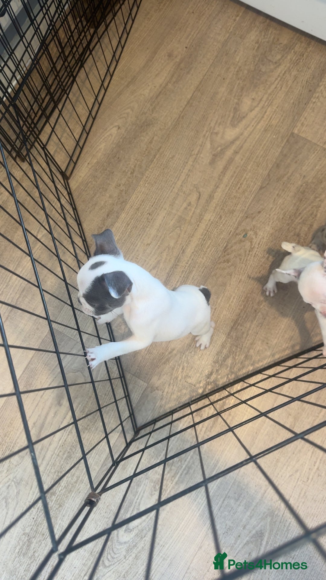 French Bulldog dogs for sale: 2 KC Reg’d French Bulldog Pups For Sale Left - Image 4
