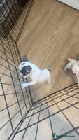 French Bulldog dogs - Advert 4