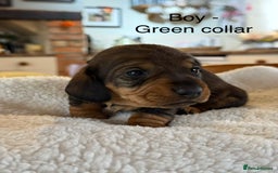 Dachshund dogs for sale: Wirehaired Dachshund - Image 7