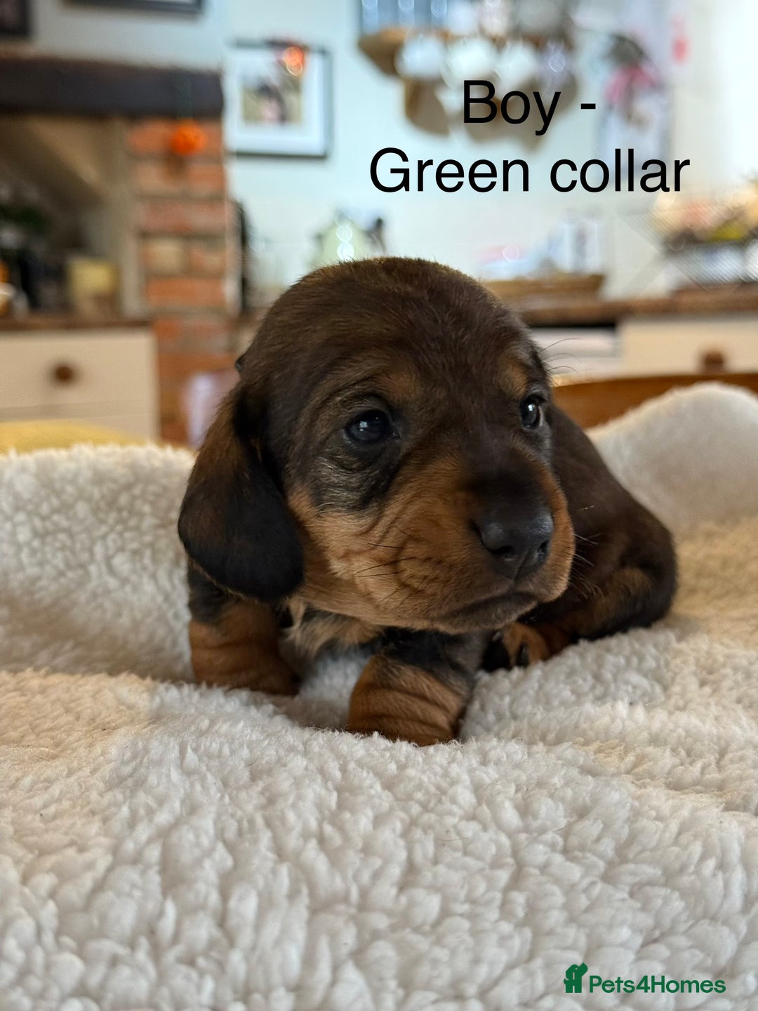 Dachshund dogs for sale: Wirehaired Dachshund - Image 7