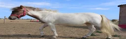 Shetland pony horses for sale: Shetland Cross Yearling Filly in Ramsgate - Advert 3