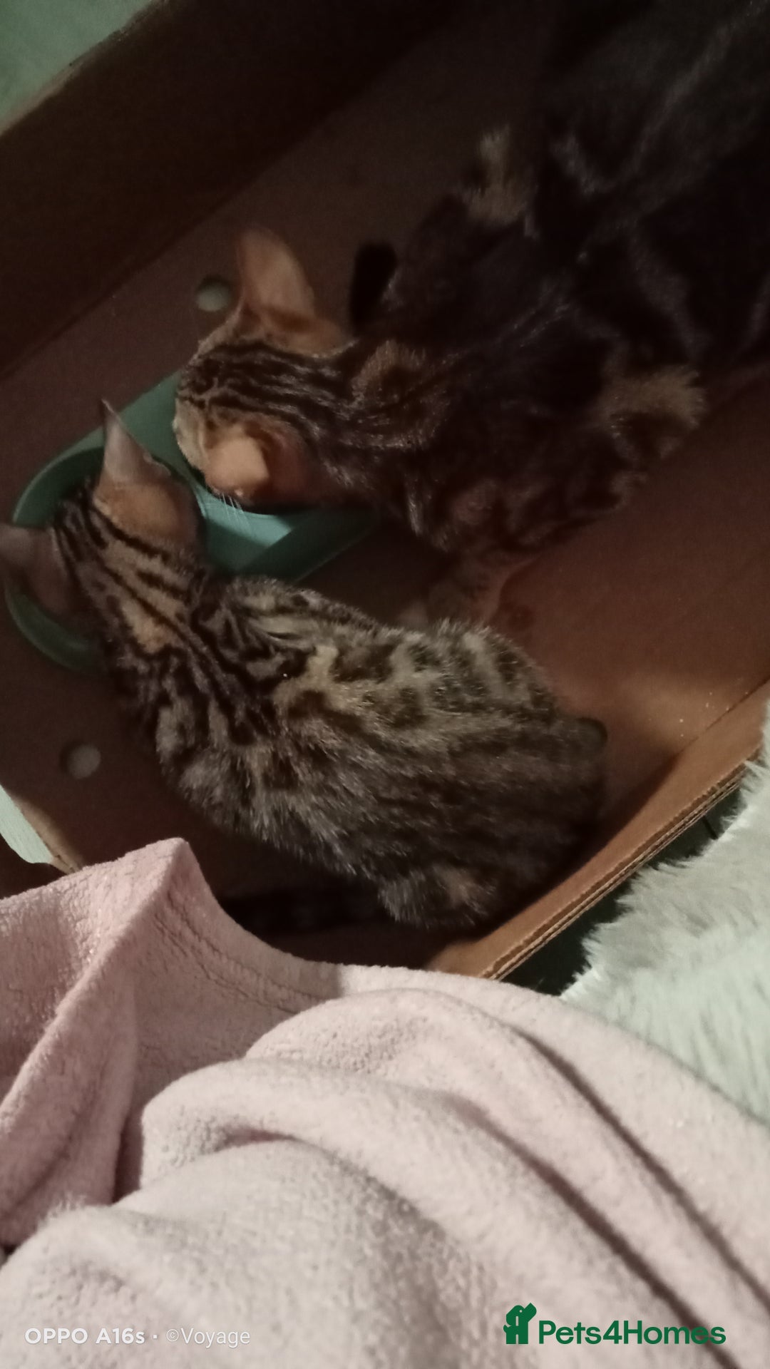 Bengal cats for sale: Best of Bengal - Image 4