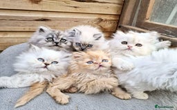 Persian cats for sale: BEAUTIFUL DOLL FACE FULL PERSIAN LONG HAIR KITTEN - Advert 7