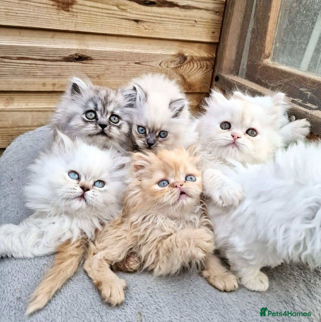 Persian cats for sale: BEAUTIFUL DOLL FACE FULL PERSIAN LONG HAIR KITTEN - Advert 7