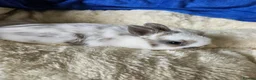 Netherland Dwarf rabbits for sale: Fawn and Broken Butterfly Netherland Dwarf bunnies - Advert 10