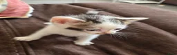 Mixed Breed cats for sale: Bengal cross kittens  - Advert 4