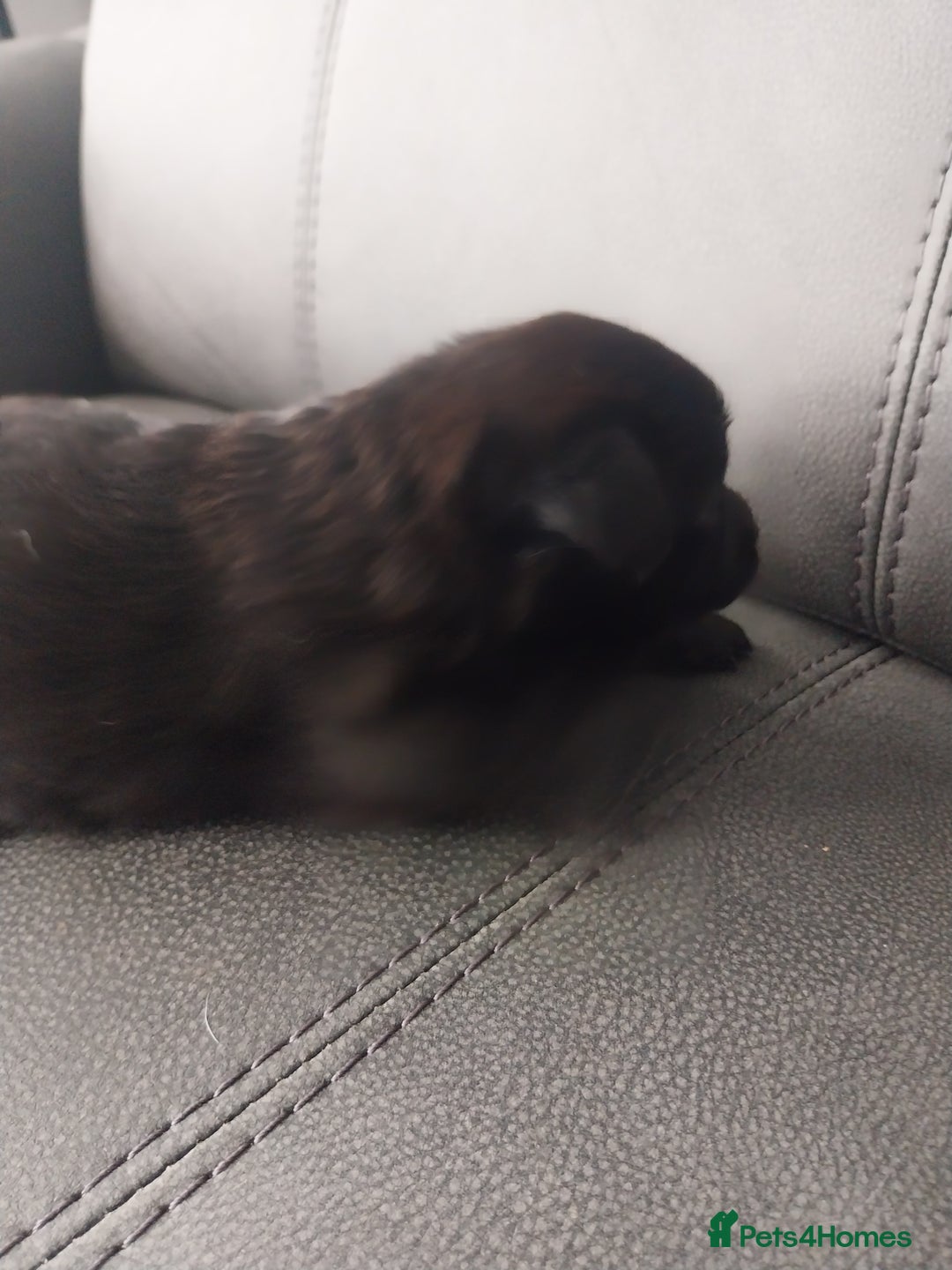 Mixed Breed dogs for sale: Pomeranian/terriorx  - Image 5