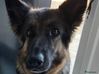 German Shepherd dogs German Shepherd's Puppies Full Pedigree - Advert 6