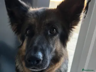 German Shepherd dogs German Shepherd's Puppies Full Pedigree - Advert 14