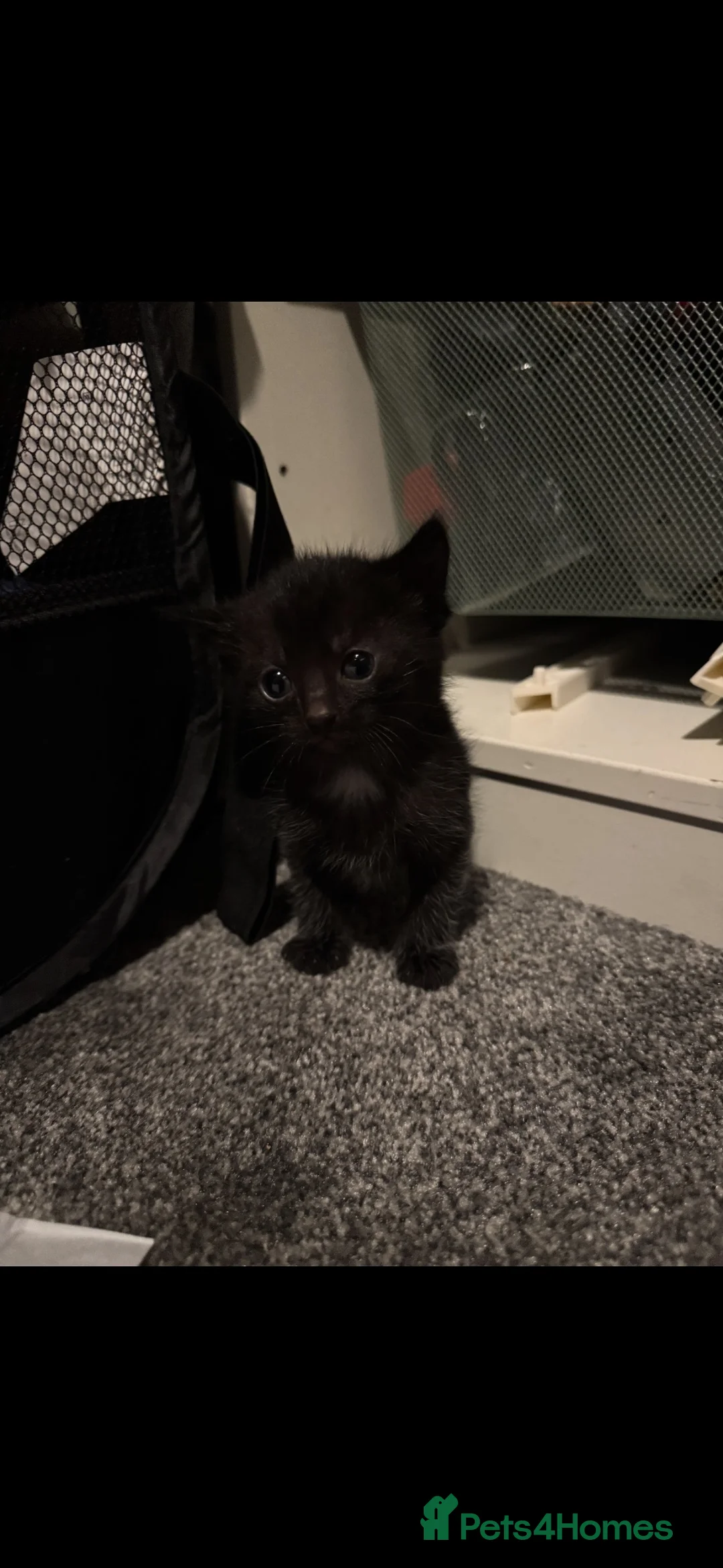 British Longhair cats for sale: Kittens for sale  in Aberdeen - Advert 8