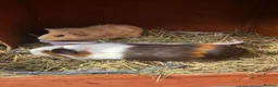 Guinea Pig rodents for sale: 2 female Guinea pigs and hutch - Advert 2