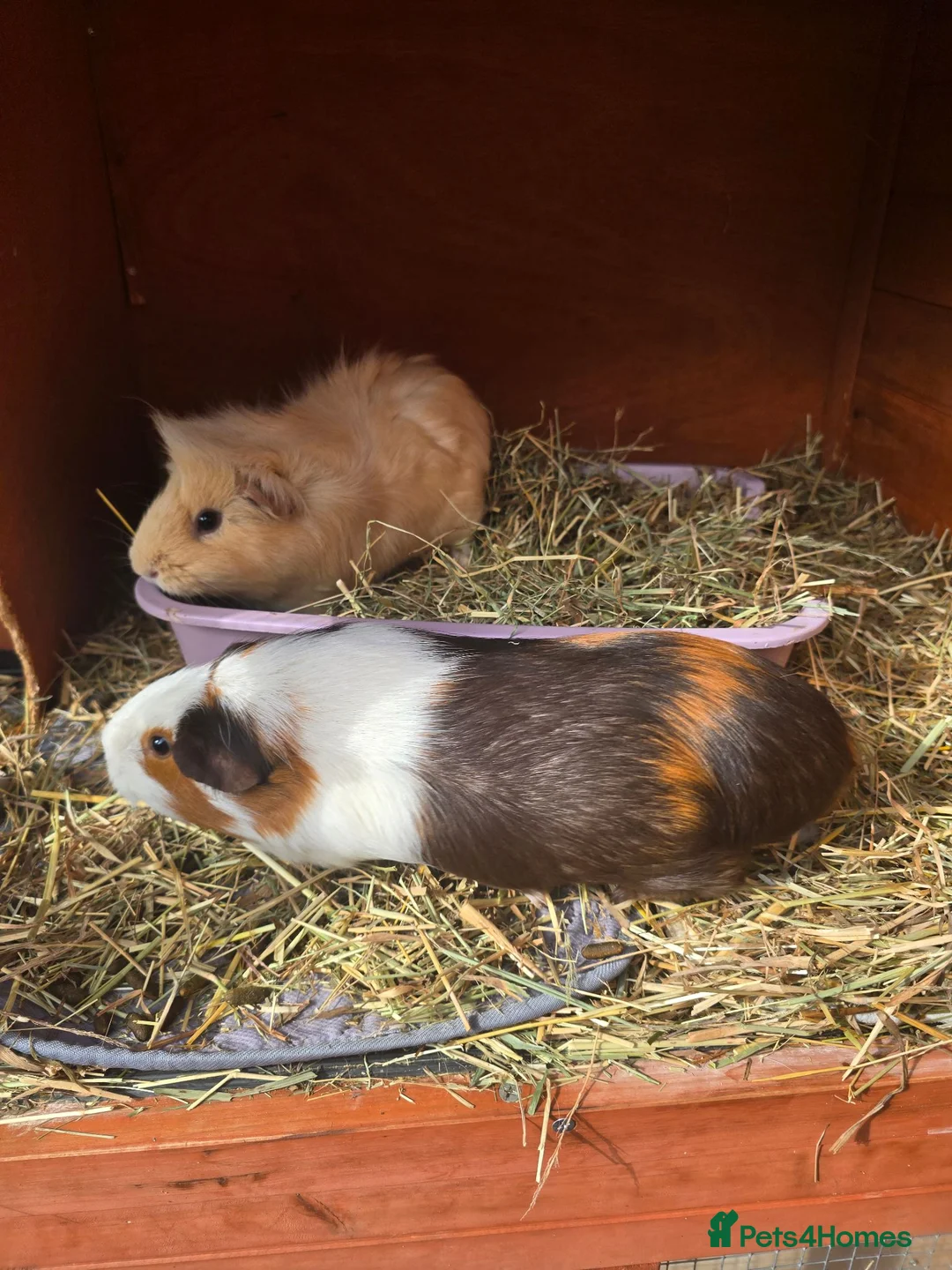 Guinea Pig rodents for sale: 2 female Guinea pigs and hutch - Advert 2