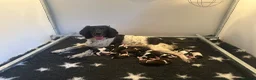English Springer Spaniel dogs for sale: Heavily Marked Dog pups available  - Advert 1