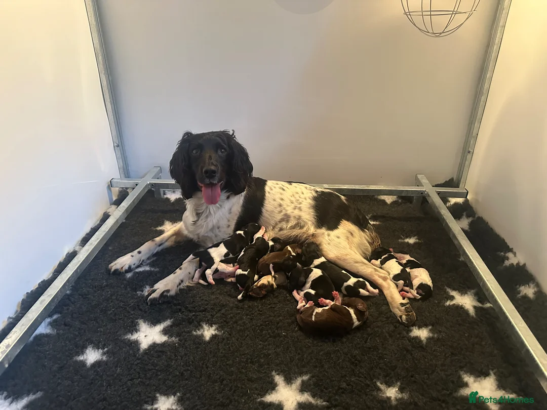 English Springer Spaniel dogs for sale: Heavily Marked Dog pups available  - Advert 1