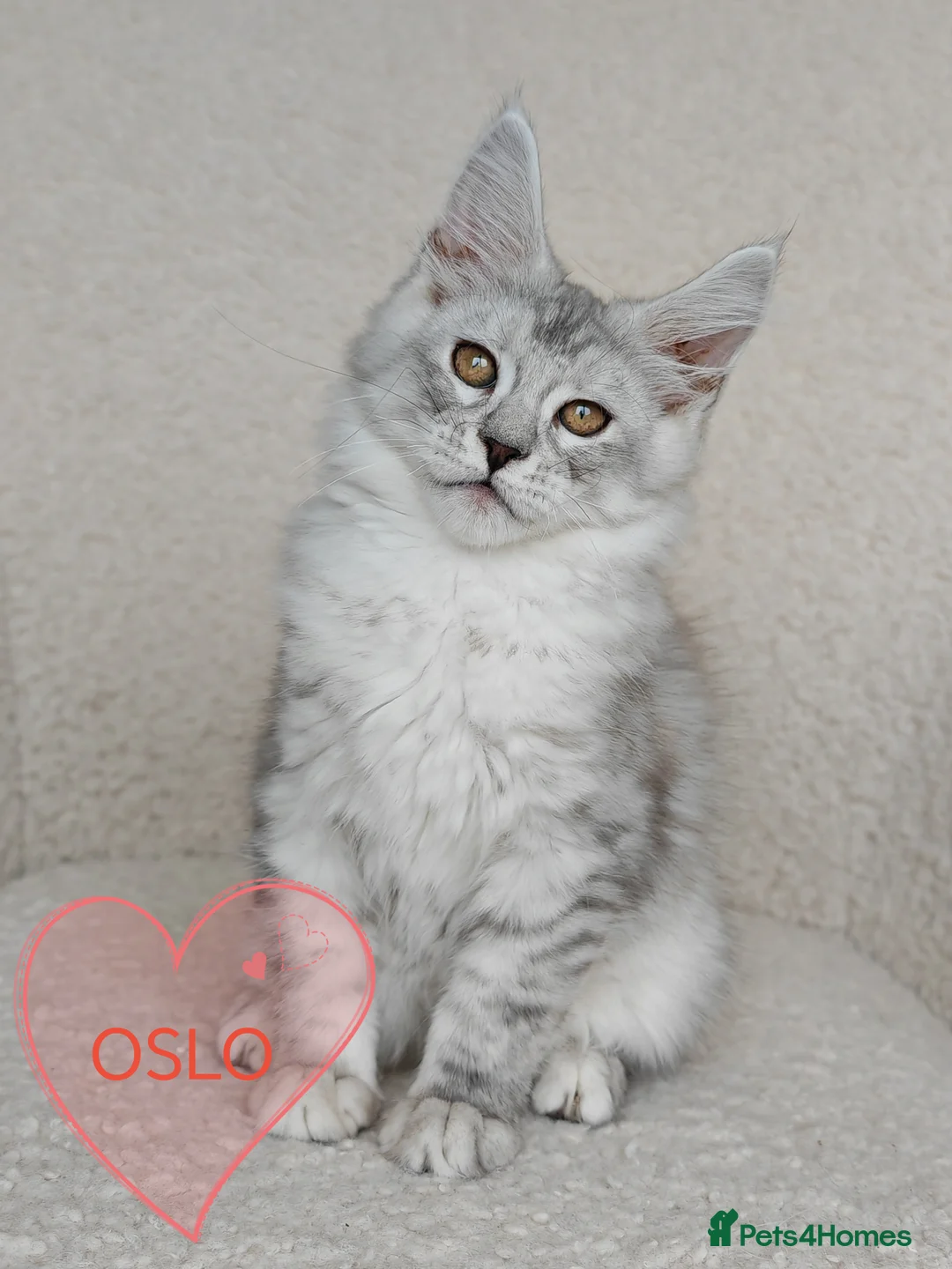 Maine Coon cats for sale: Full pedigree Maine Coon kittens - Advert 8