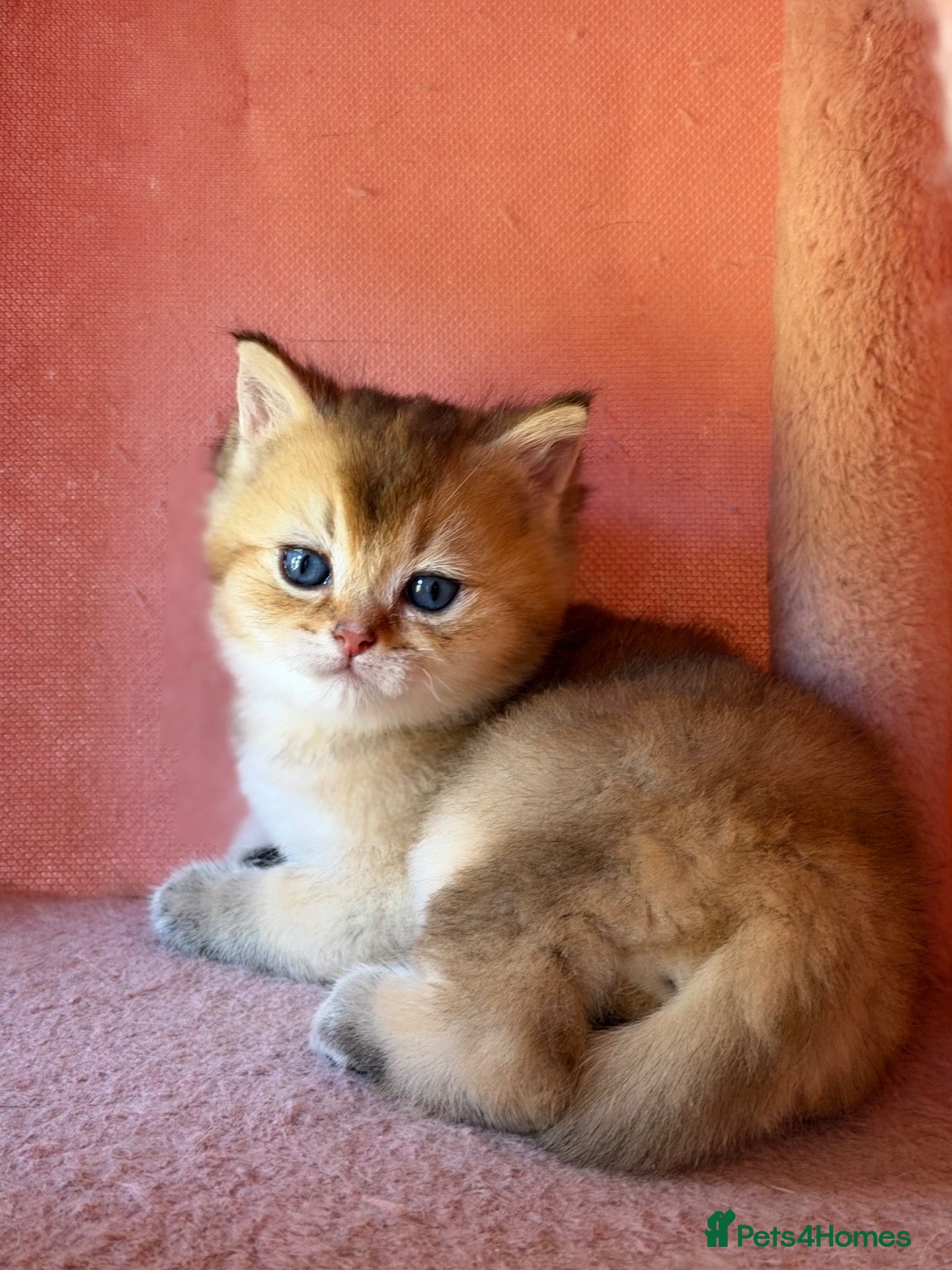 British Shorthair cats BRITISH SHORT HAIR NY12,GOLDEN , WHITE COLORPOINT - Advert 16