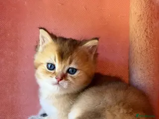 British Shorthair cats BRITISH SHORT HAIR NY12,GOLDEN , WHITE COLORPOINT - Advert 16
