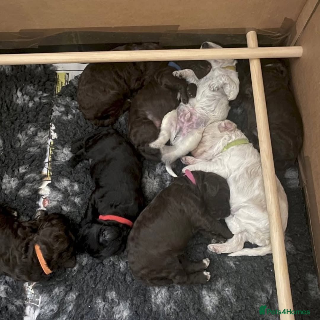 Cockapoo dogs for sale: 📍Gorgeous F3 Cockapoo Puppies – 5⭐ Homes Only - Advert 1