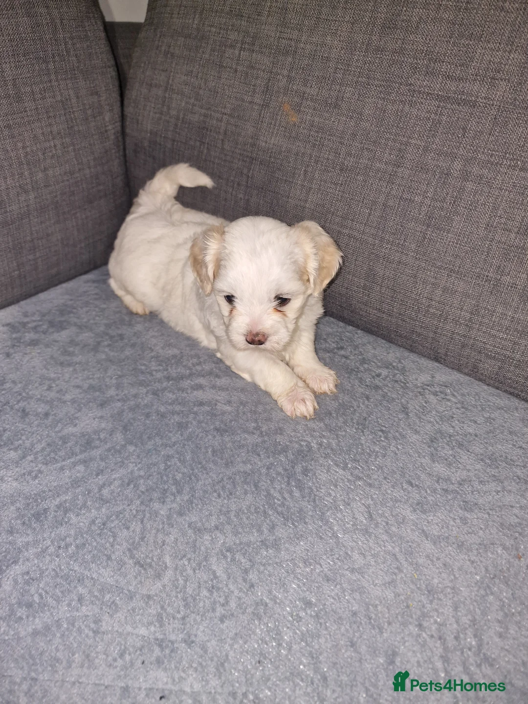 Bichon Frise dogs for sale: Pure white bichone frise - Advert 12