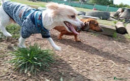 Mixed Breed dogs for sale: 🐾 Loving Homes Wanted for Two Puppies & Dad 🐾 - Image 8