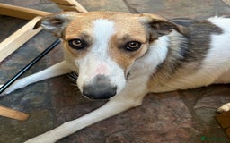 Border Collie dogs for sale: Young border collie - Image 6