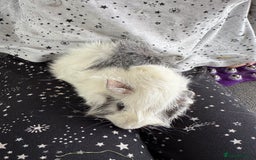Guinea Pig rodents for sale: Two 9 month old male guinea pigs  - Image 1