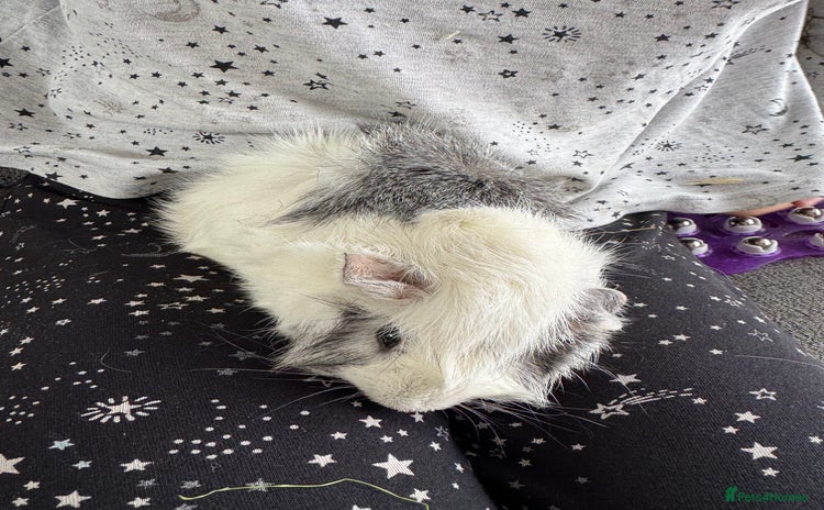 Guinea Pig rodents - Advert 2