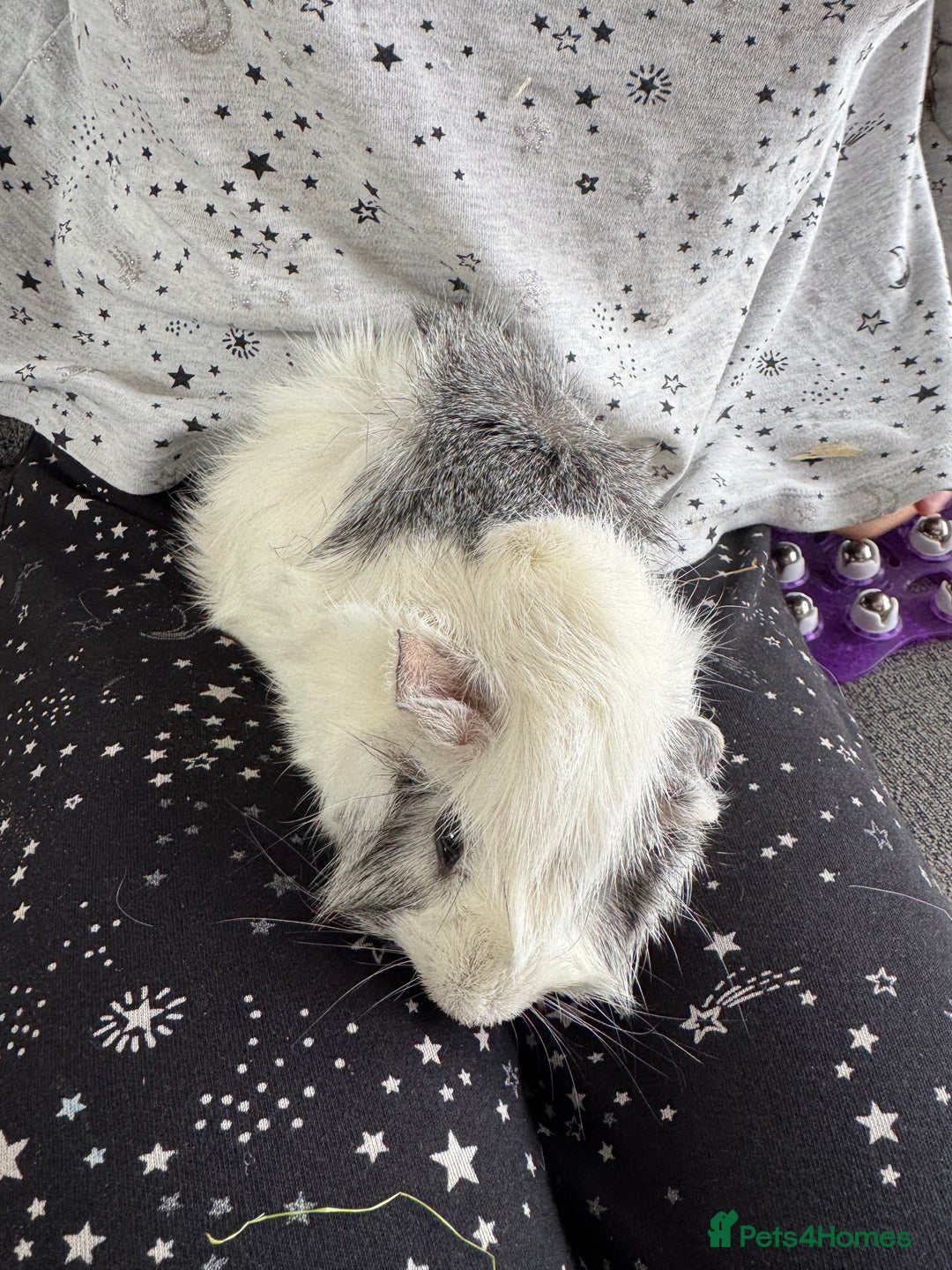 Guinea Pig rodents for sale: Two 9 month old male guinea pigs  - Image 1