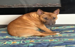 English Toy Terrier dogs for stud: Oscar - Image 5