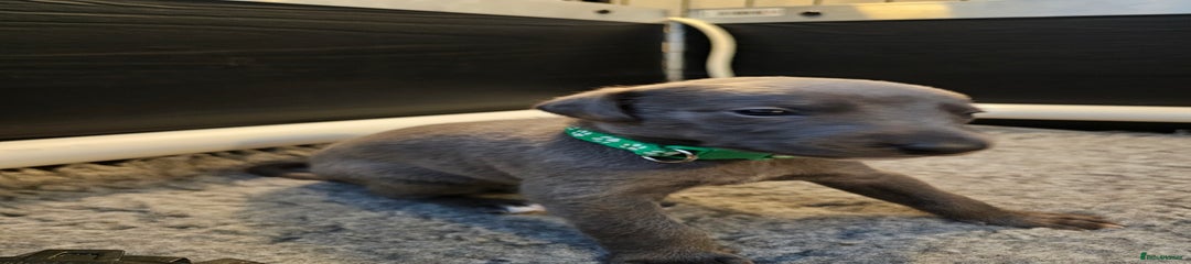 Green collar
