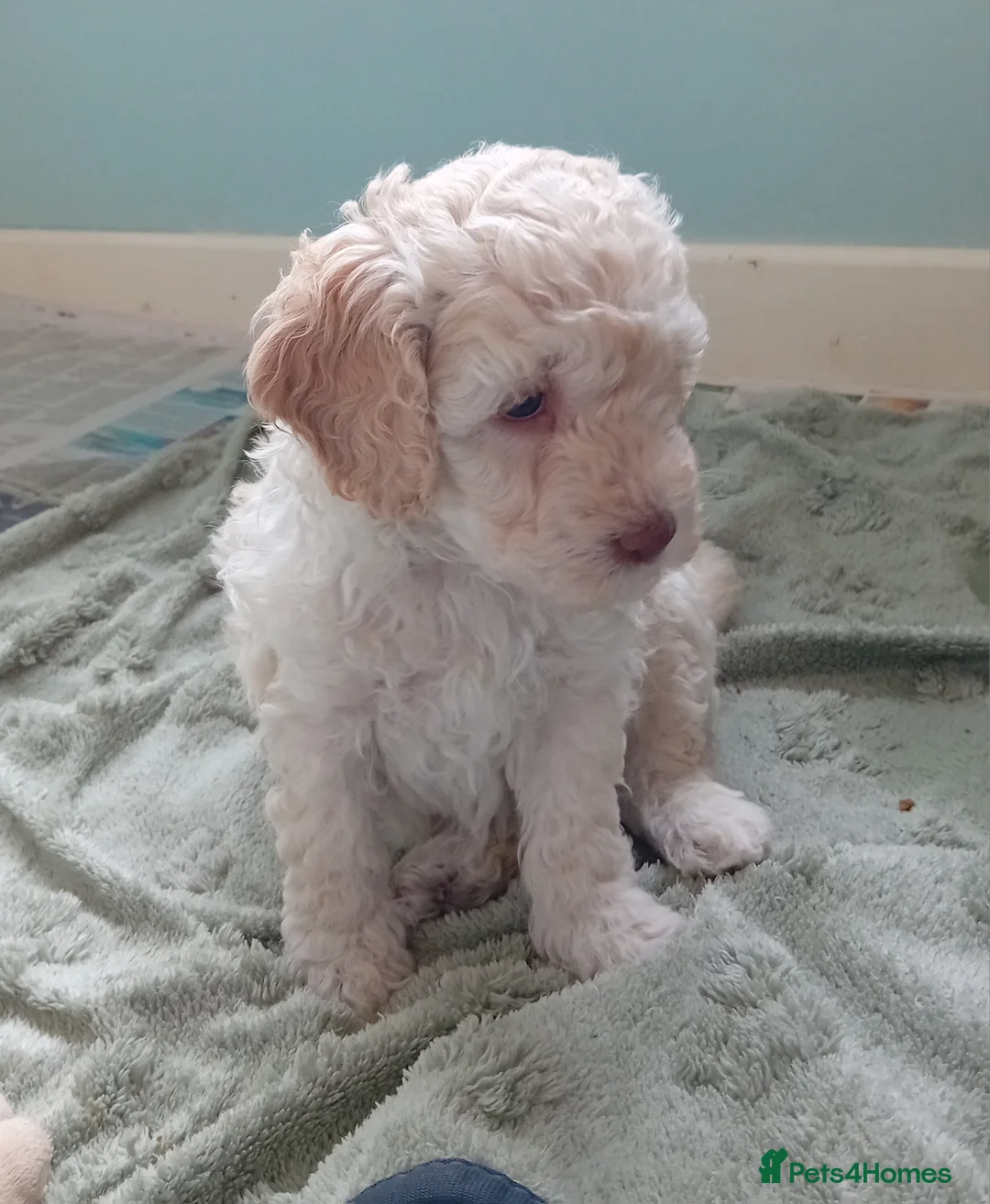 Goldendoodle dogs for sale: Adorable Miniature Double Doodle puppies  - Advert 10