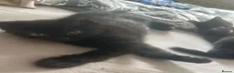 Mixed Breed cats for sale: Three beautiful kittens  - Advert 4