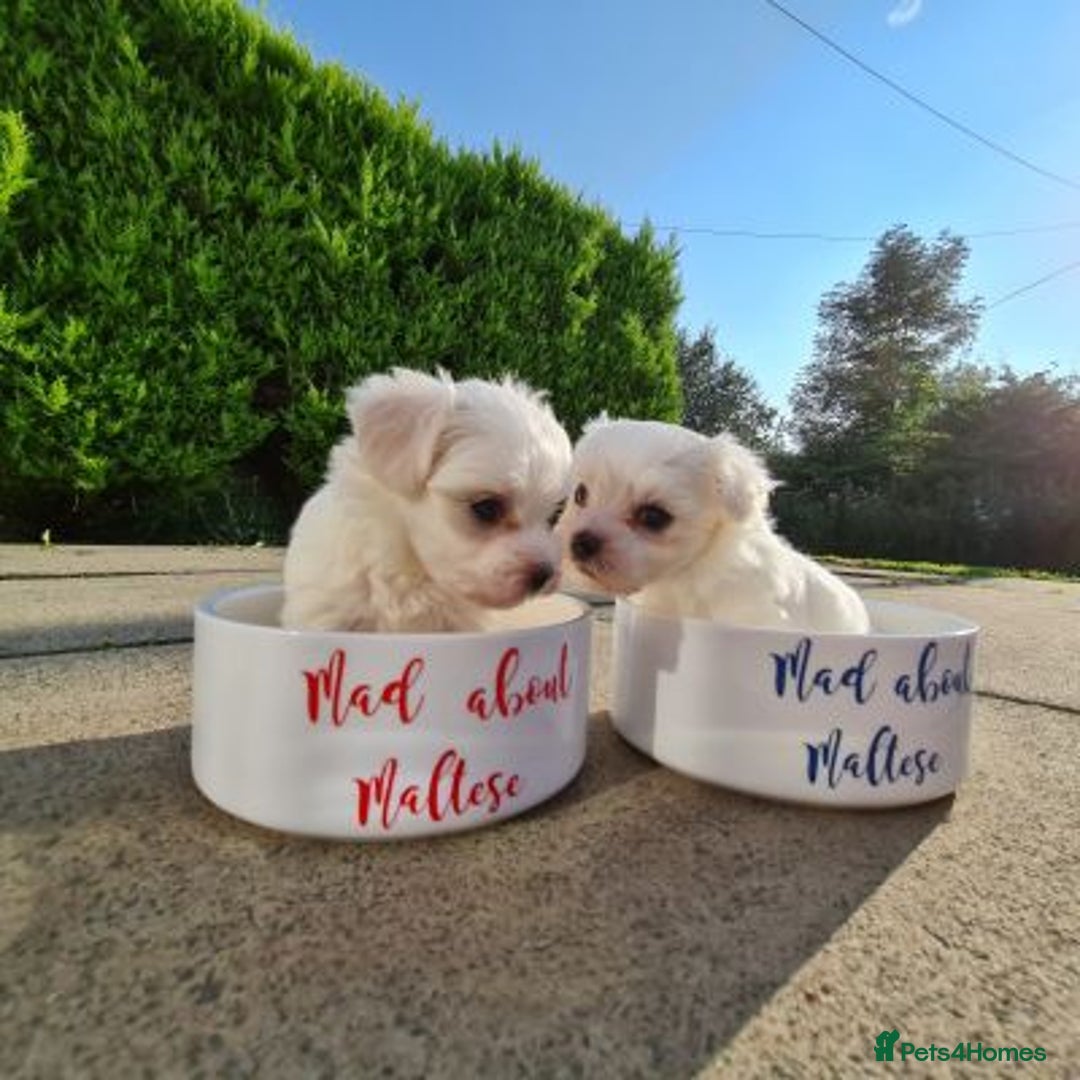 Maltese dogs for sale: Beautiful pure maltese for sale - Advert 1