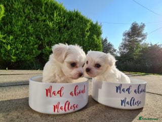 Maltese dogs Beautiful pure maltese for sale - Advert 15