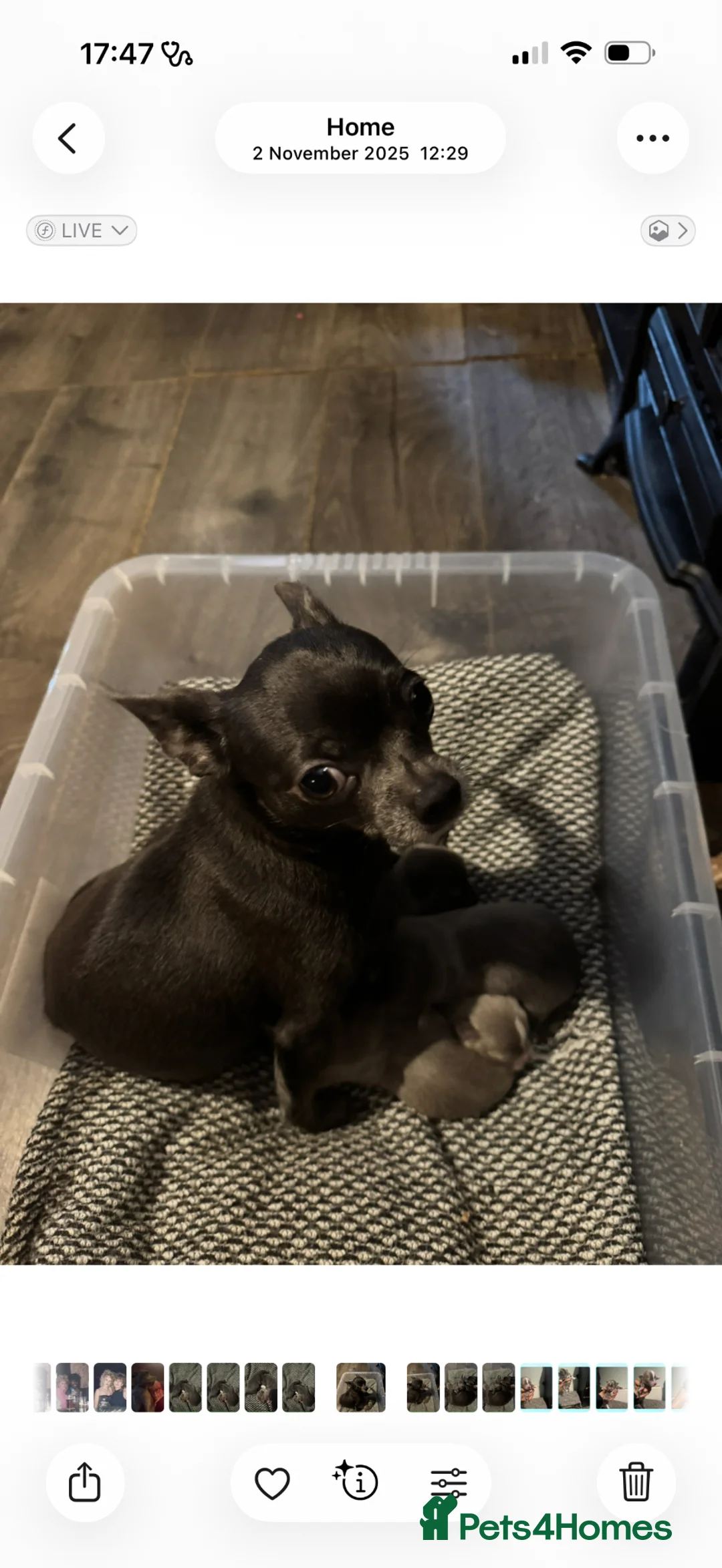 Chihuahua dogs for sale: Chihuahua puppies in West Bromwich - Advert 6