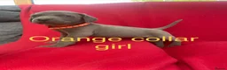 Weimaraner dogs for sale: KC Registered Weimaraner puppies for sale - Advert 14