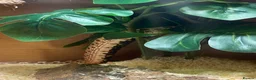 Snake reptiles for sale: Male western hognose and viv in Sunderland - Advert 6