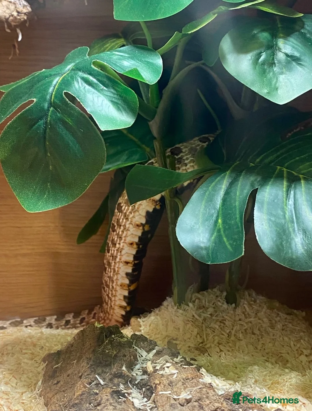 Snake reptiles for sale: Male western hognose and viv in Sunderland - Advert 6