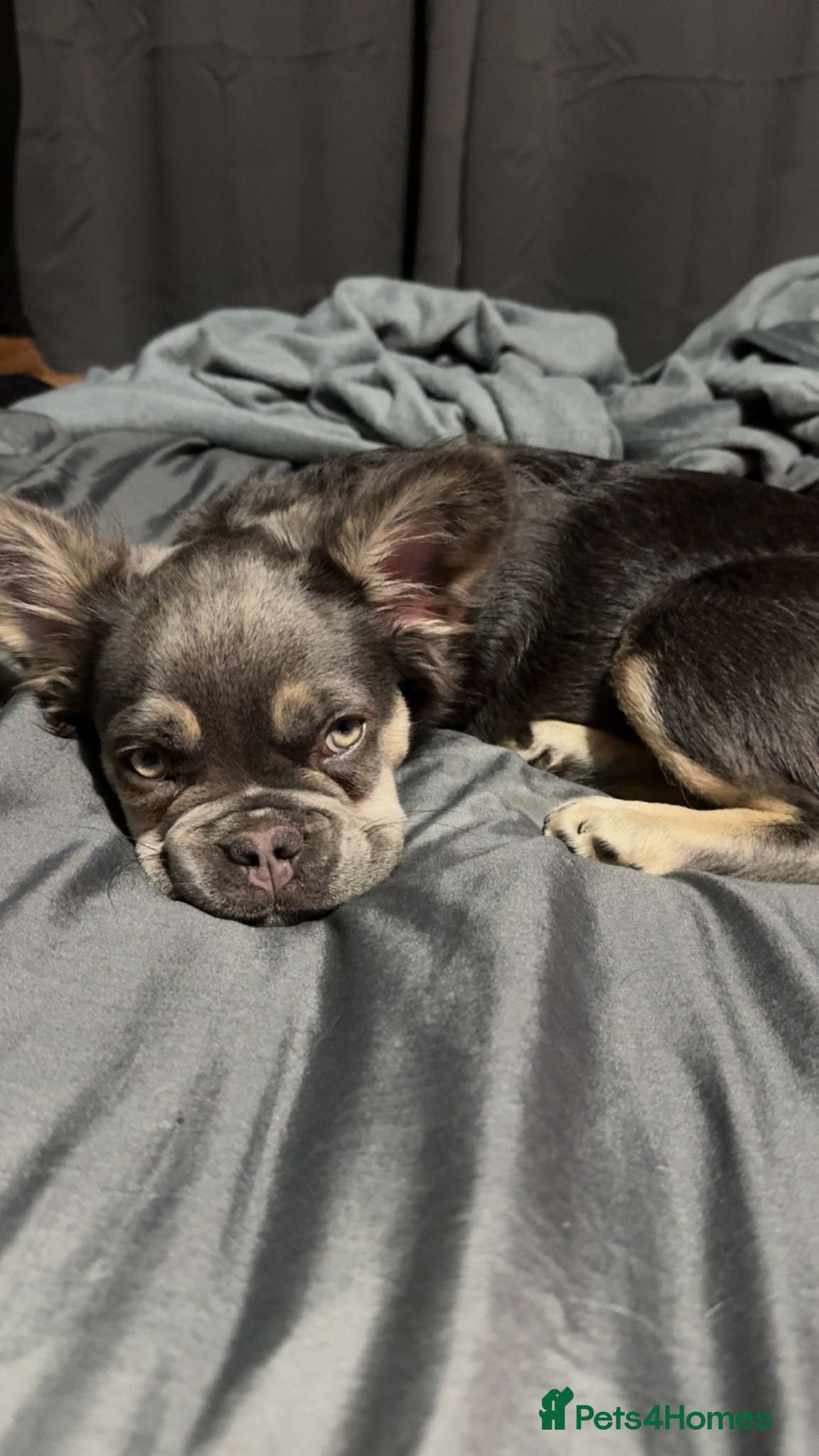French Bulldog dogs Tan and Blue fluffy Frenchie 5month old - Advert 1