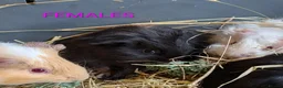 Guinea Pig rodents for sale: Beautiful Baby Guinea Pigs - Males  - Advert 6