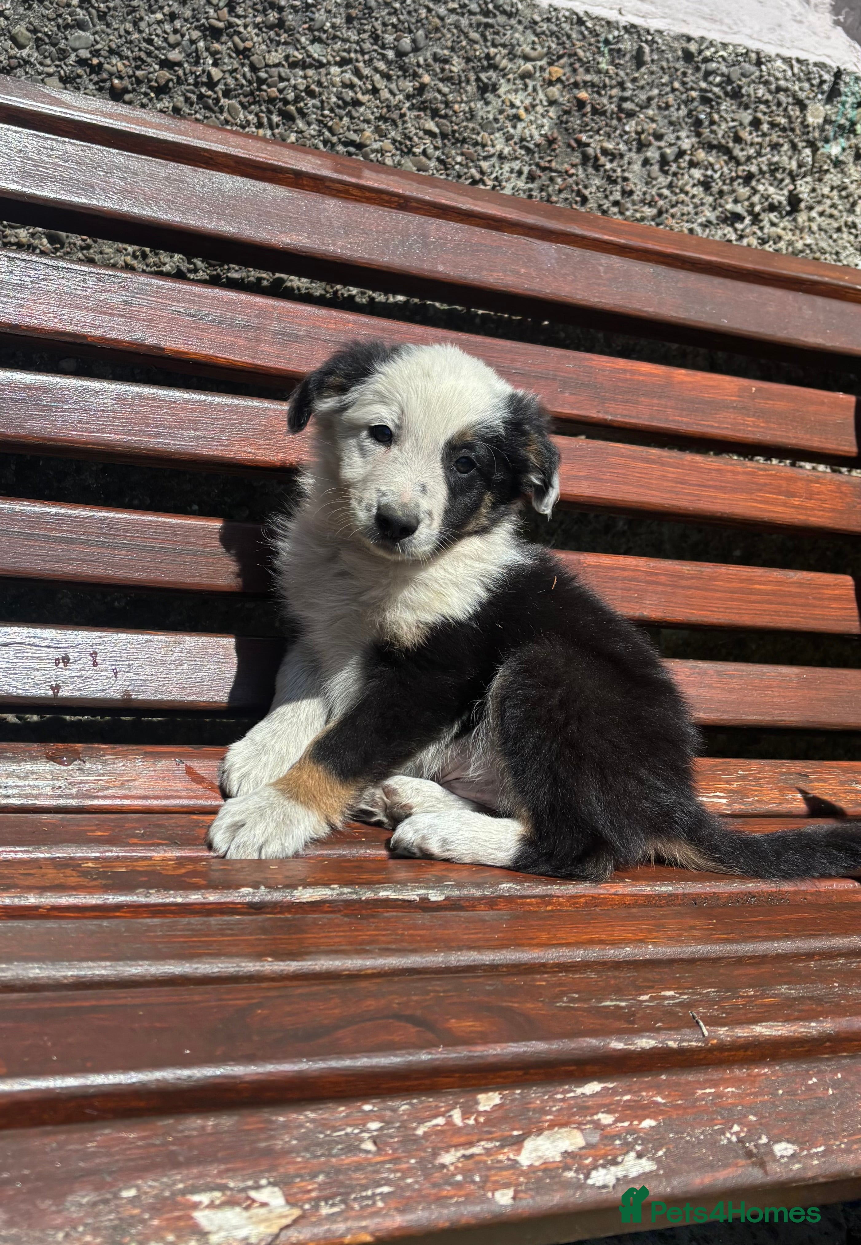 Border Collie dogs 6 Male Border Collie Puppies For Sale - Advert 2