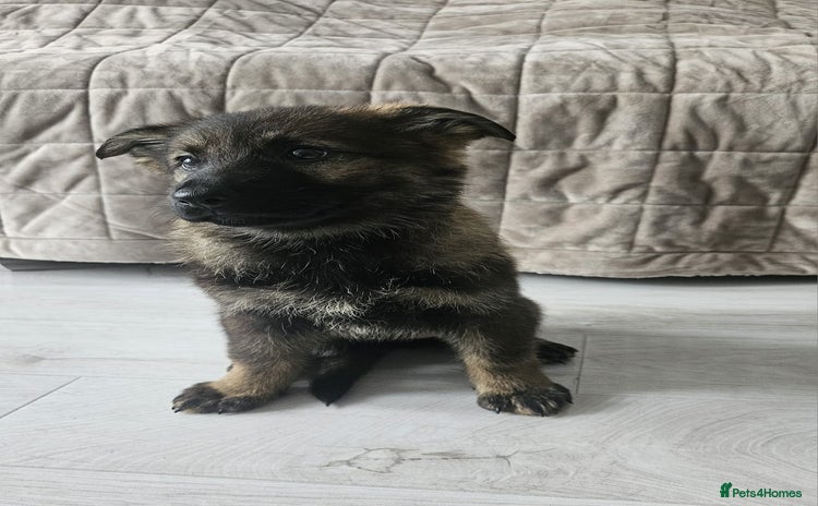 German Shepherd dogs - Advert 3