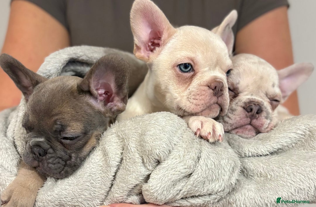 French Bulldog dogs for sale: 3 beautiful pedigree French bulldog puppies  - Image 16