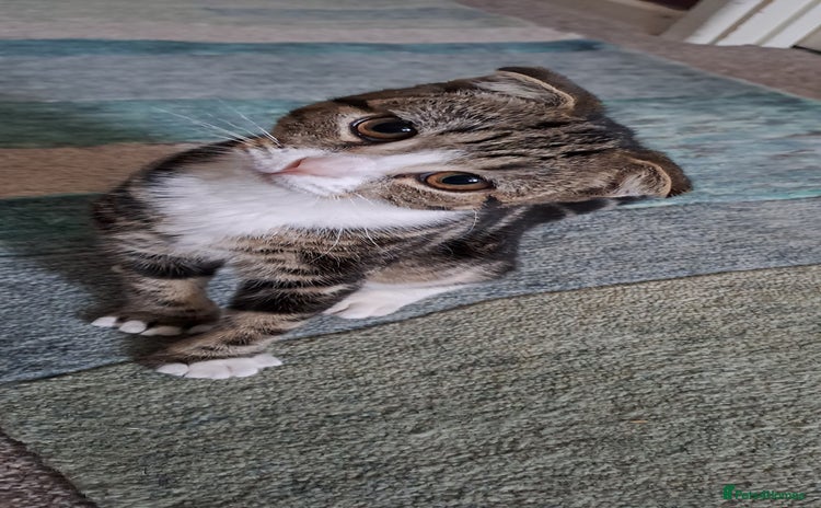 Scottish Fold cats - Advert 9