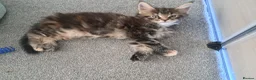 Maine Coon cats for sale: 🌟 1 Stunning Torbie girl left 🌟 TICA reg'd🌟 - Advert 20